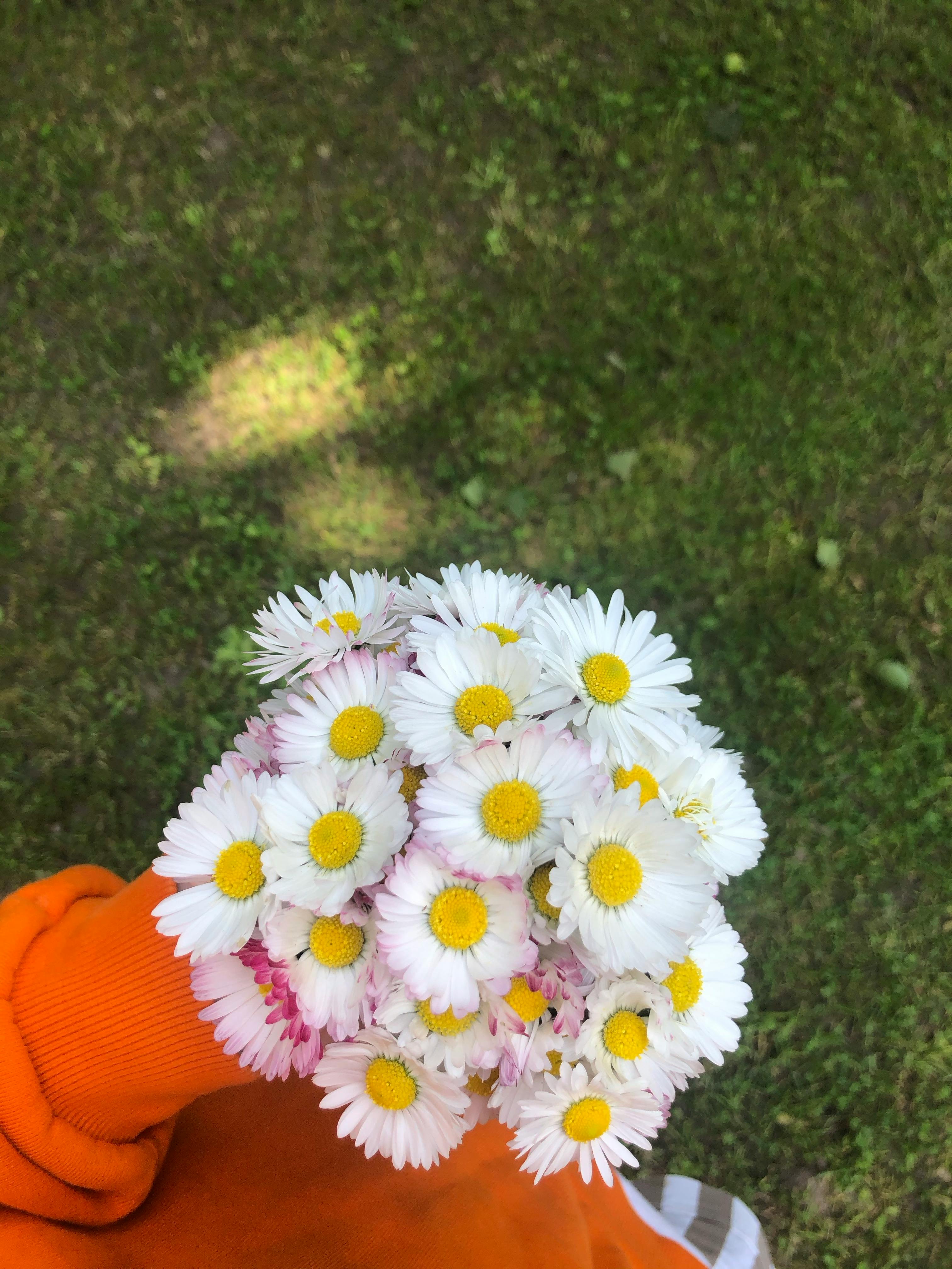 Daisies