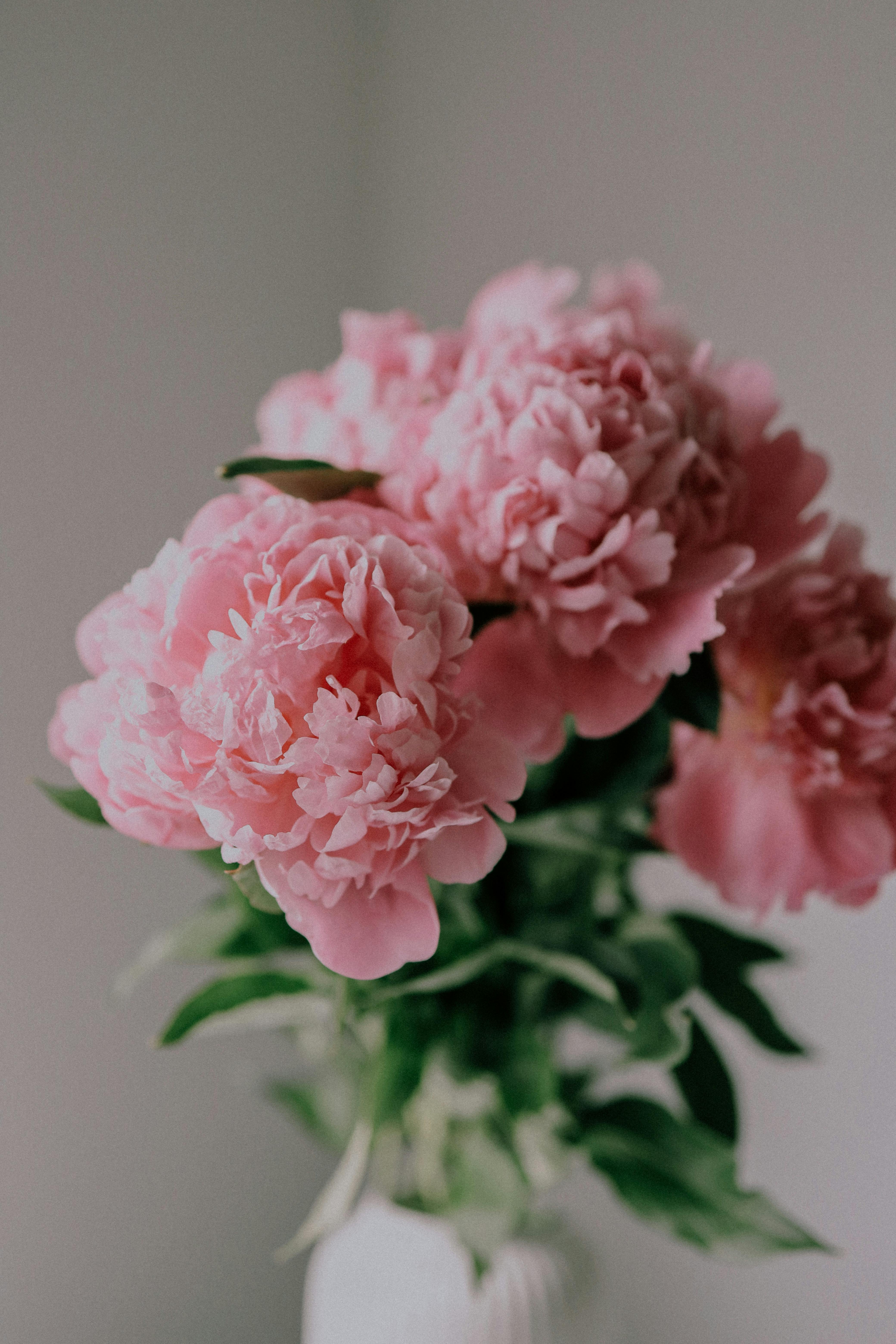 Pink peonies